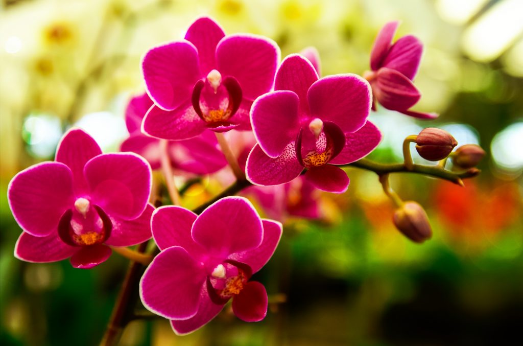 Орхидеи – дар богов. Самые интересные факты о цветах 